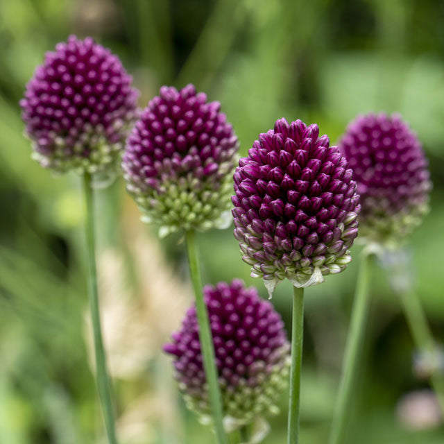 Allium Sphaerocephalon