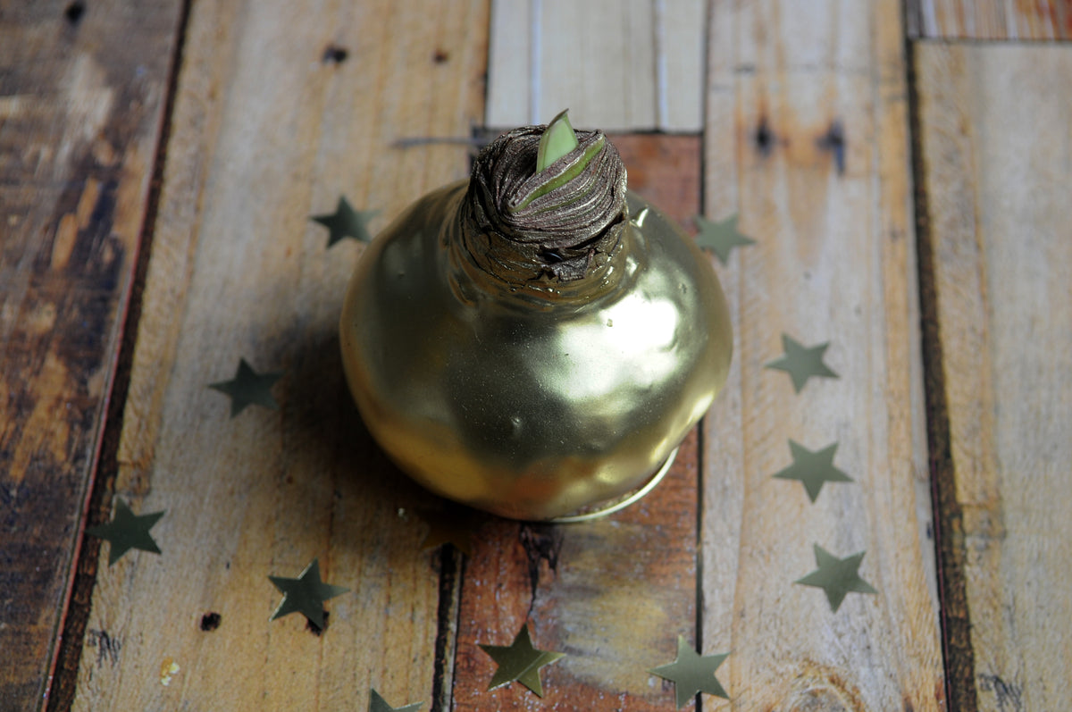 Waxed Amaryllis - Gold Wax