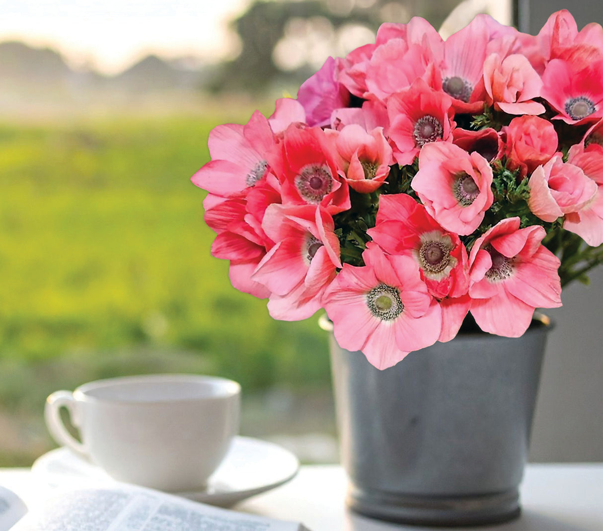 Anemone Rainbow Barbie - Fall Planting