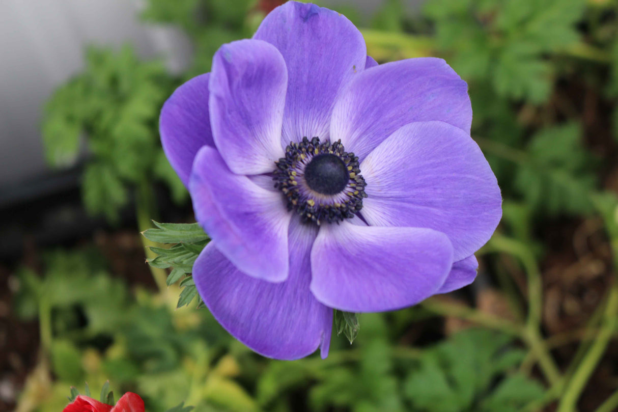 Anemone De Caen Blue Poppy - Spring Planting