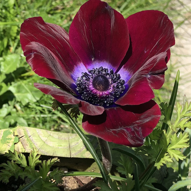 Anemone Bordeaux - Spring Planting