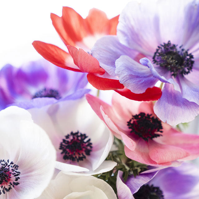 Anemone Carmel Pastel Mix - Fall Planting