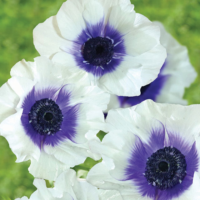 Anemone Rainbow Blueberry - Spring Planting