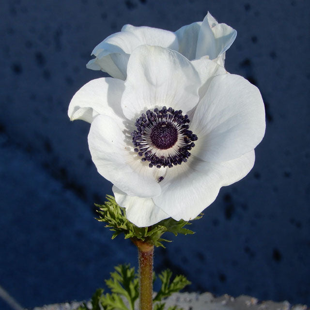 Anemone Carmel White - Fall Planting