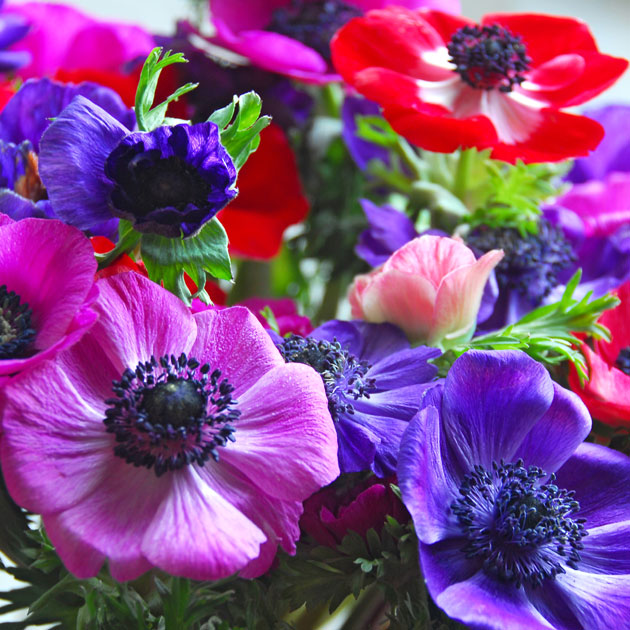 Anemone De Caen Mix - Spring Planting