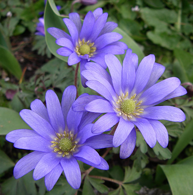 Anemone blanda Blue Star - Fall Planting