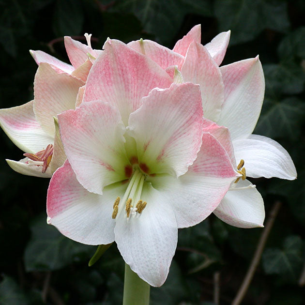 Amaryllis Apple Blossom Mammoth