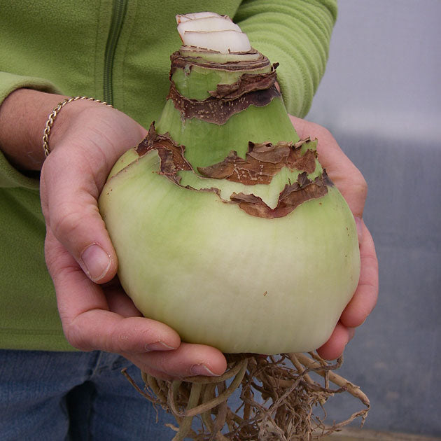 Amaryllis Apple Blossom Mammoth