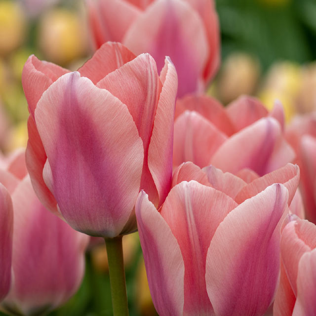Tulip Apricona