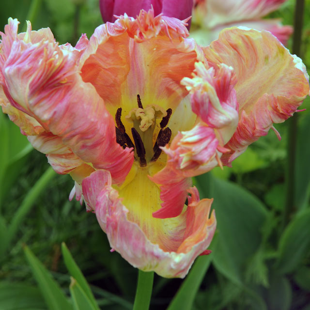 Tulip Apricot Parrot