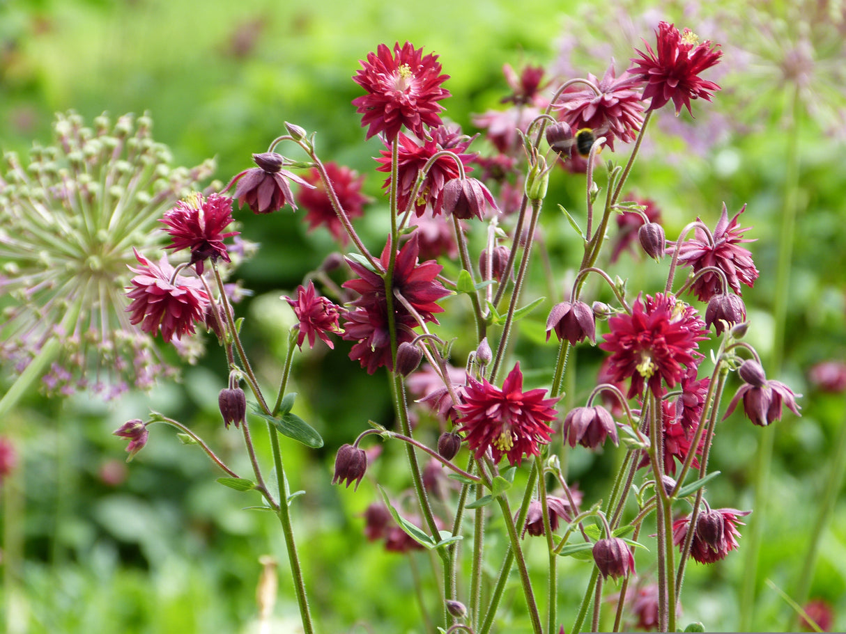 Aquilegia Ruby Port