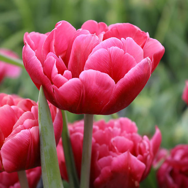Tulip Aveyron