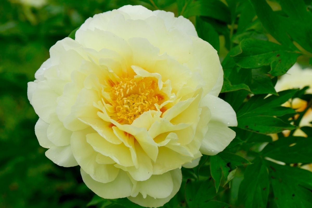 Peony Bartzella - Fall Planting