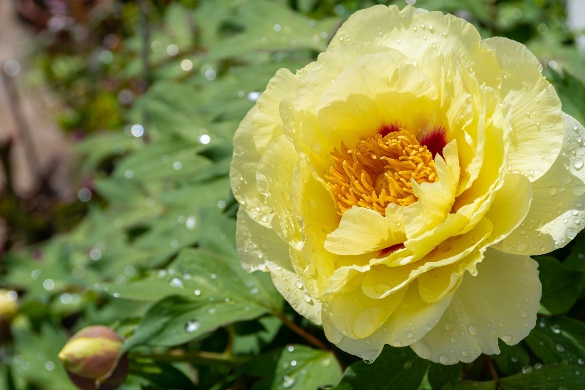 Peony Bartzella - Fall Planting