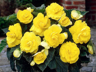 Begonia Double Camellia Yellow