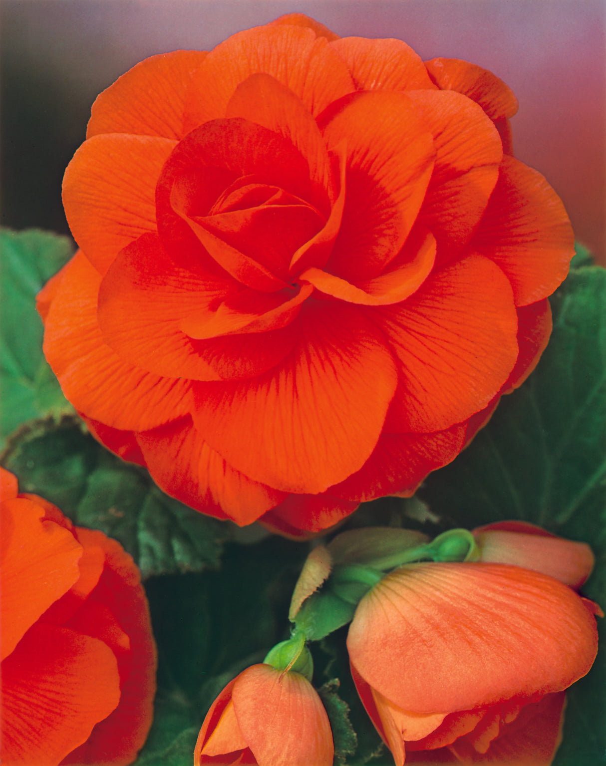 Begonia Double Camellia Orange