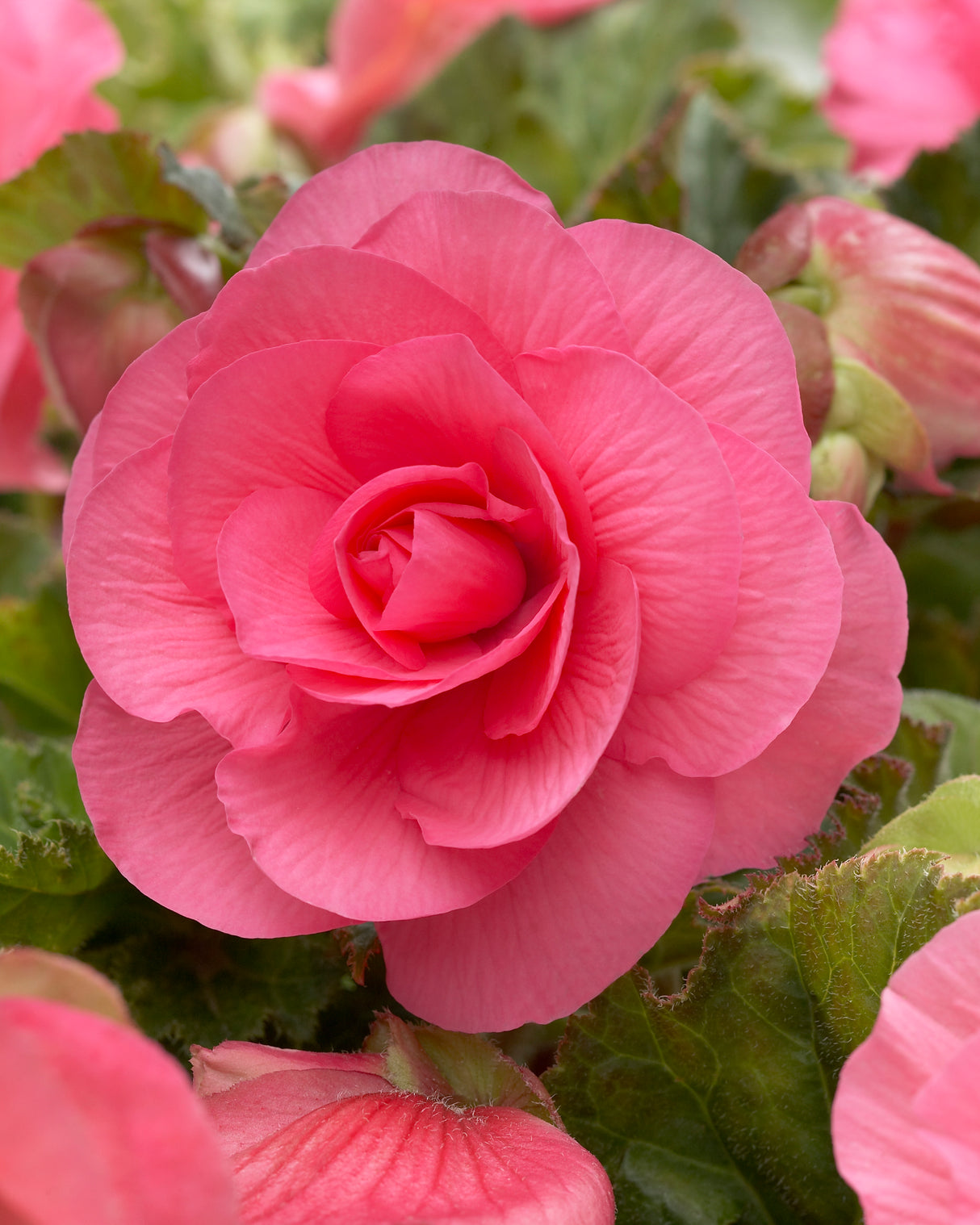 Begonia Double Camellia Pink