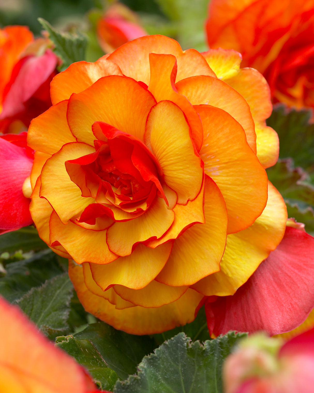 Begonia Novelty Picotee Yellow