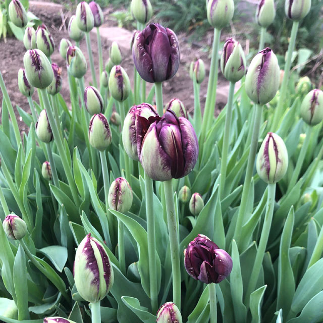 Tulip Black Hero