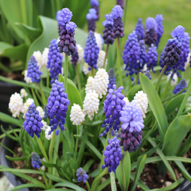 Mixed Muscari - Ocean Drift