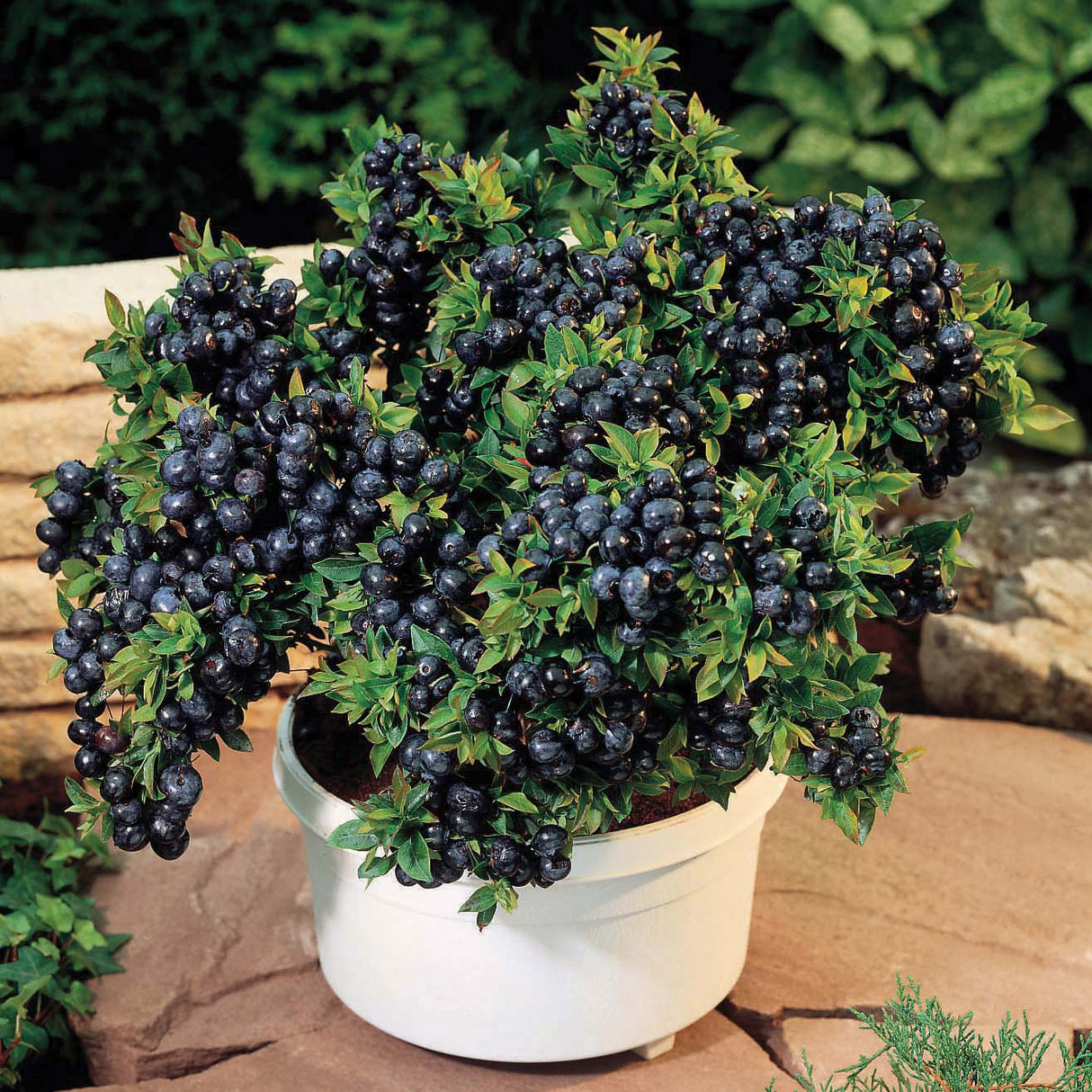 Blueberry Top Hat