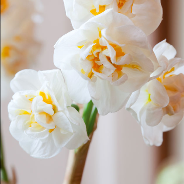 Narcissus Bridal Crown