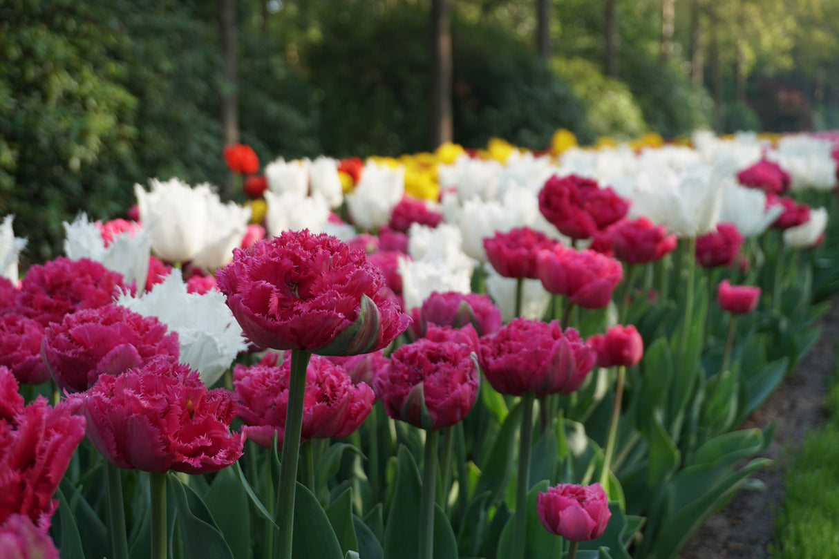 Tulip Wind of Change