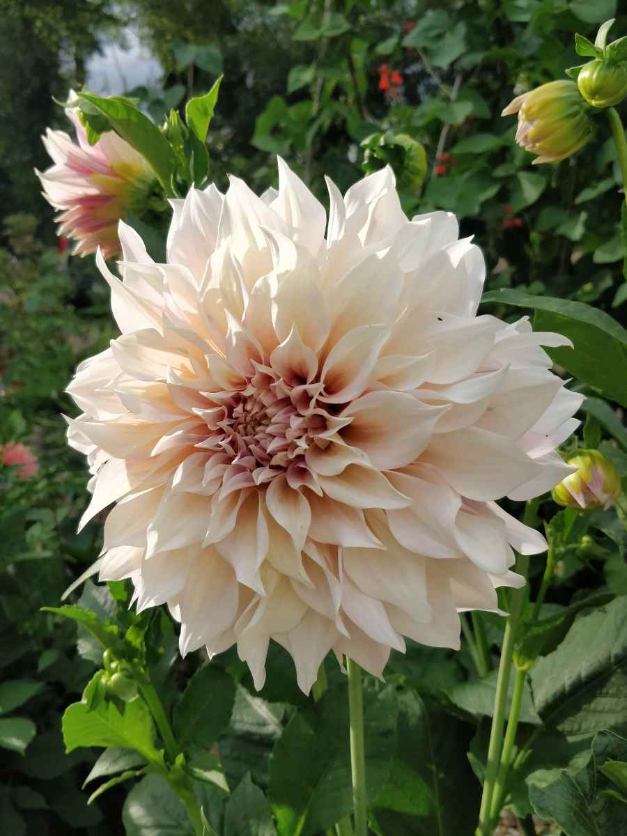 Dahlia Cafe au Lait