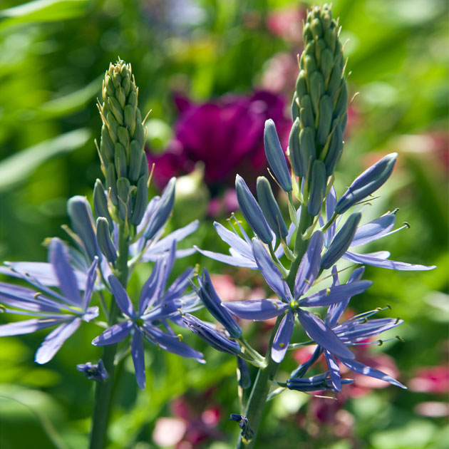 Camassia esculenta quamash