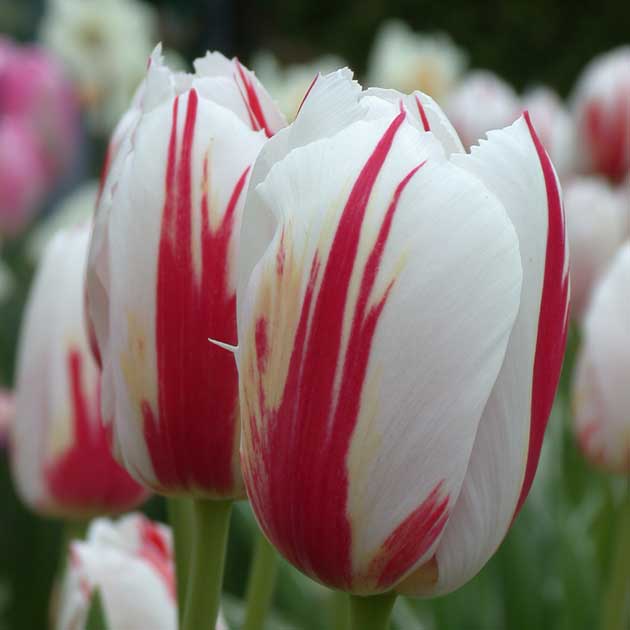 Tulip Canadian Celebration