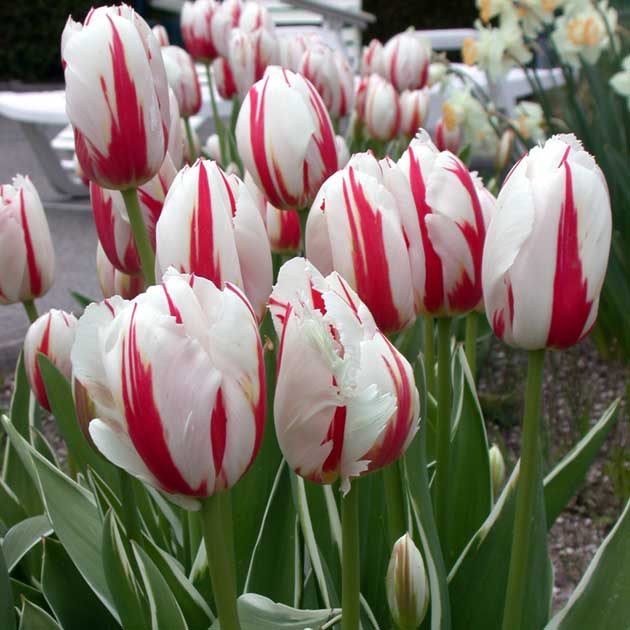 Tulip Canadian Celebration