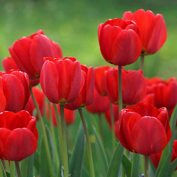 Tulip Canadian Liberator