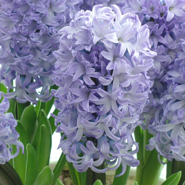 Hyacinth Caribbean Dream