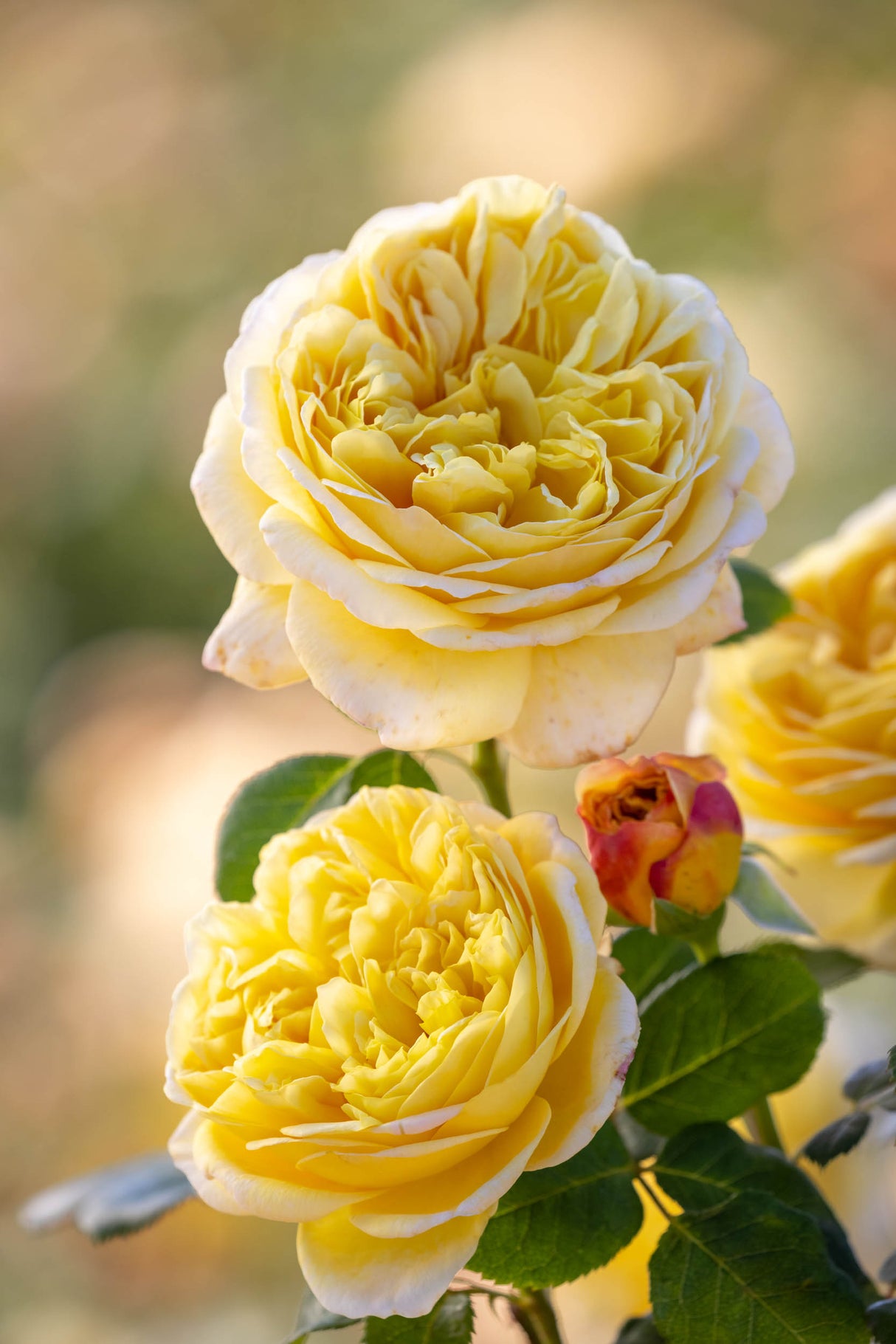 David Austin Rose - Charles Darwin