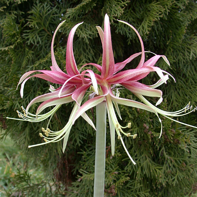 Amaryllis Chico