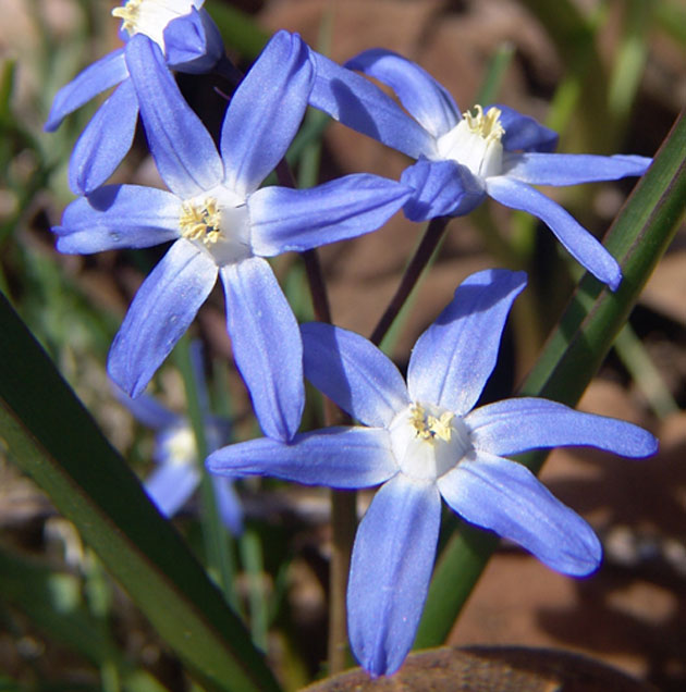 Chionodoxa Forbesii