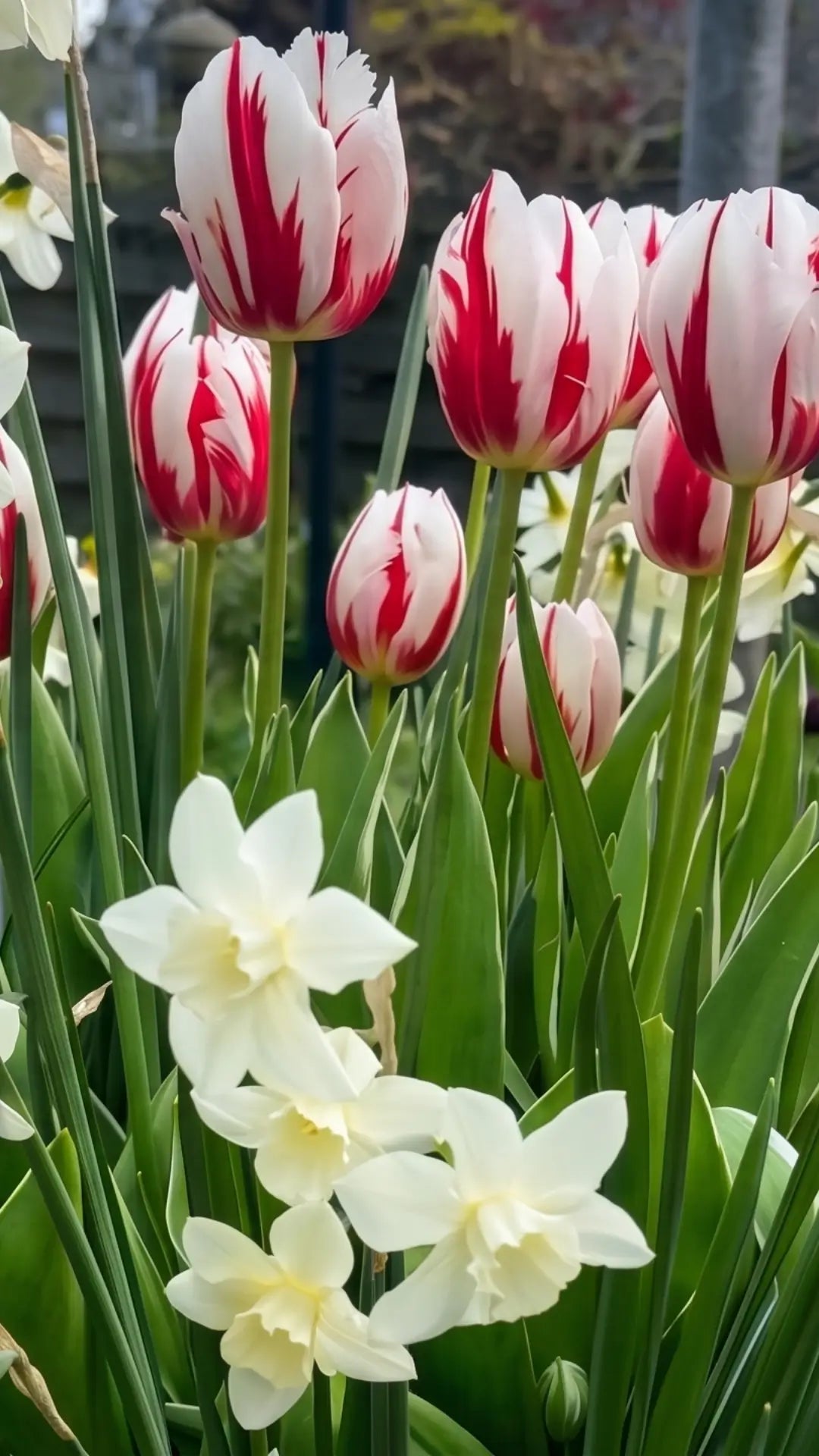 Coast Farms Fall Bulbs