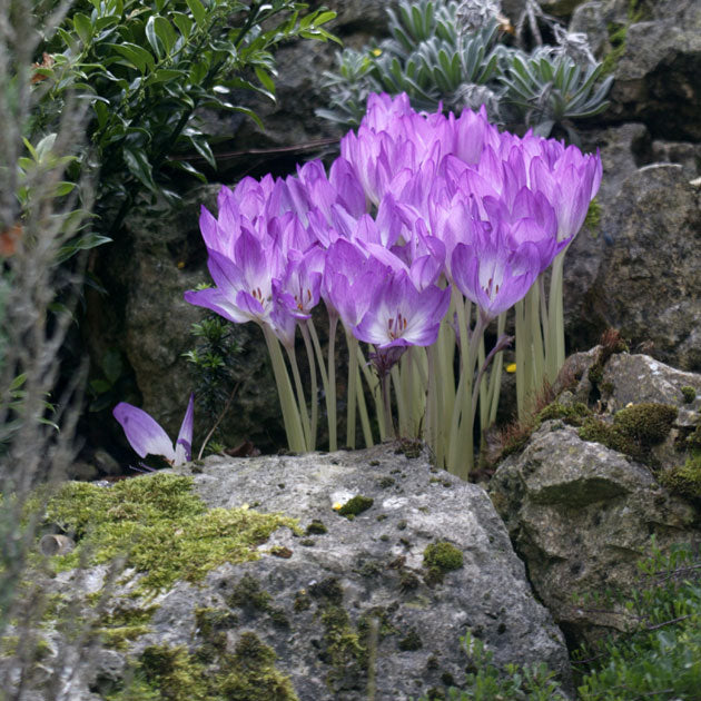 Colchicum The Giant (Fall Flowering)