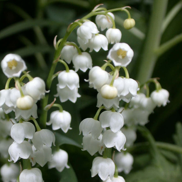 Convallaria majalis