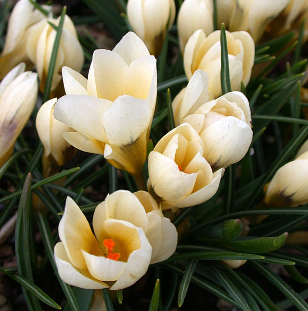 Crocus Cream Beauty