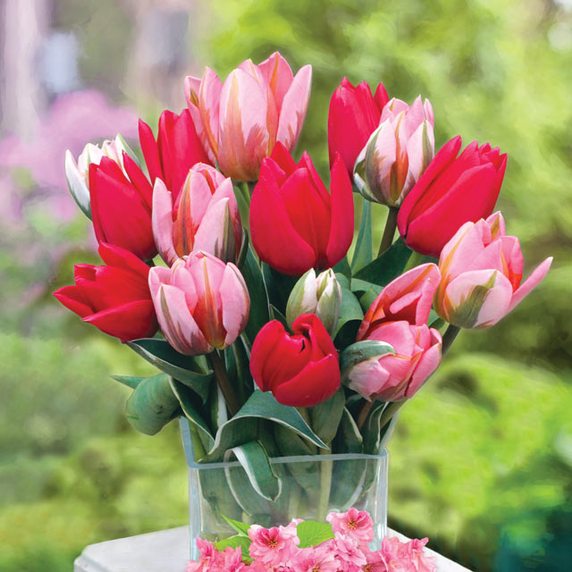 Mixed Tulip - Cherry Lane