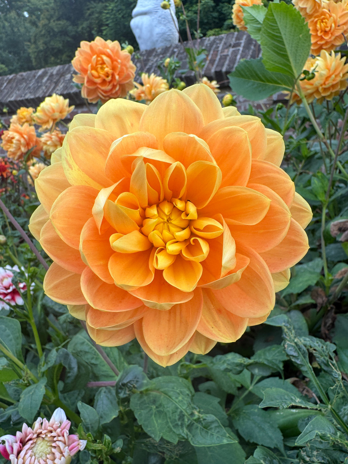 Dahlia Aladdin's Lamp