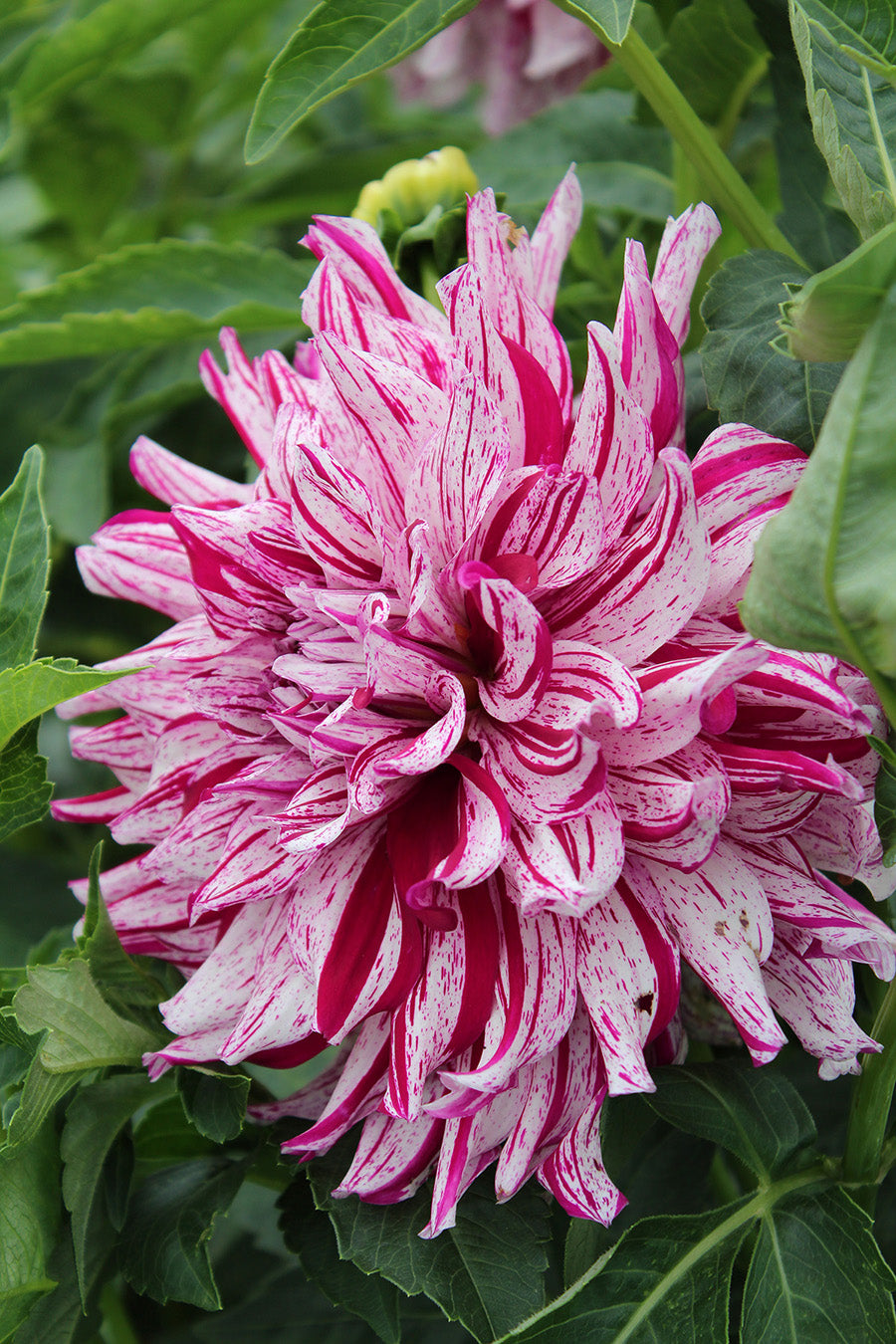 Dahlia Bristol Stripe