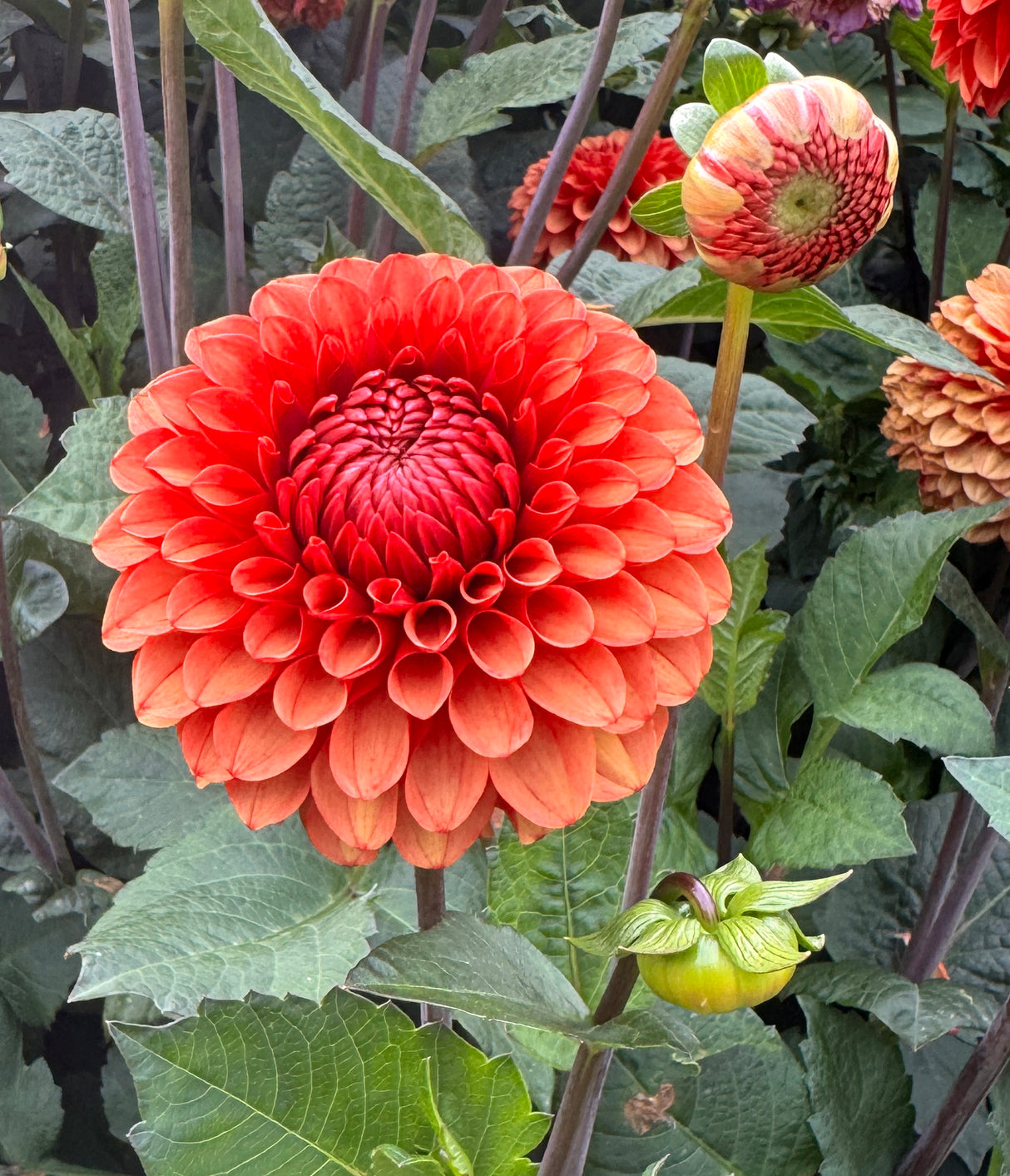 Dahlia Brown Sugar