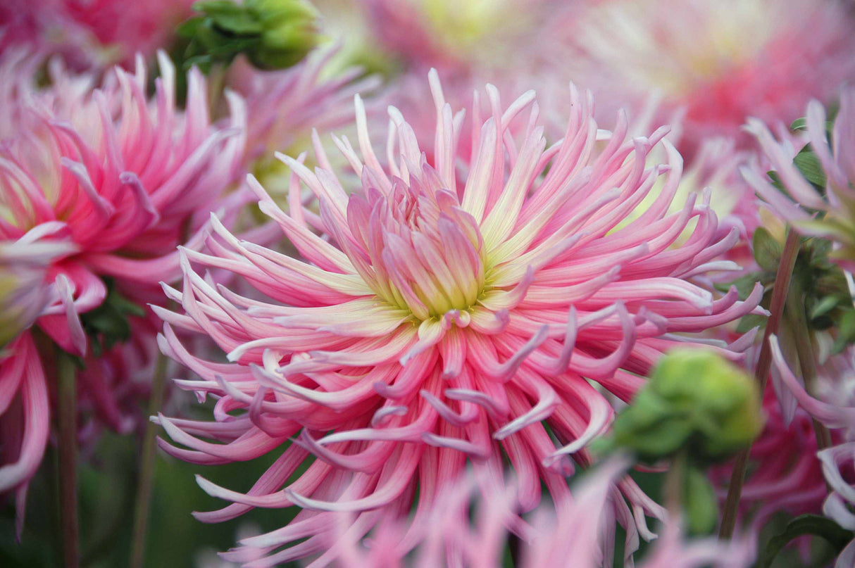 Dahlia Star's Favorite