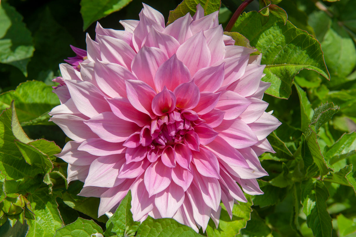 Dahlia Cafe au Lait Royal