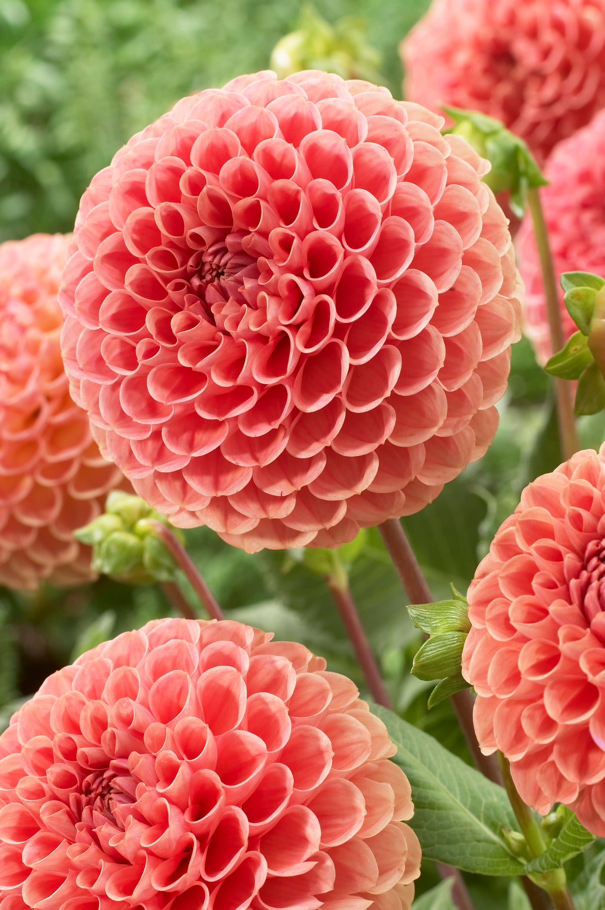 Dahlia Cornel Bronze