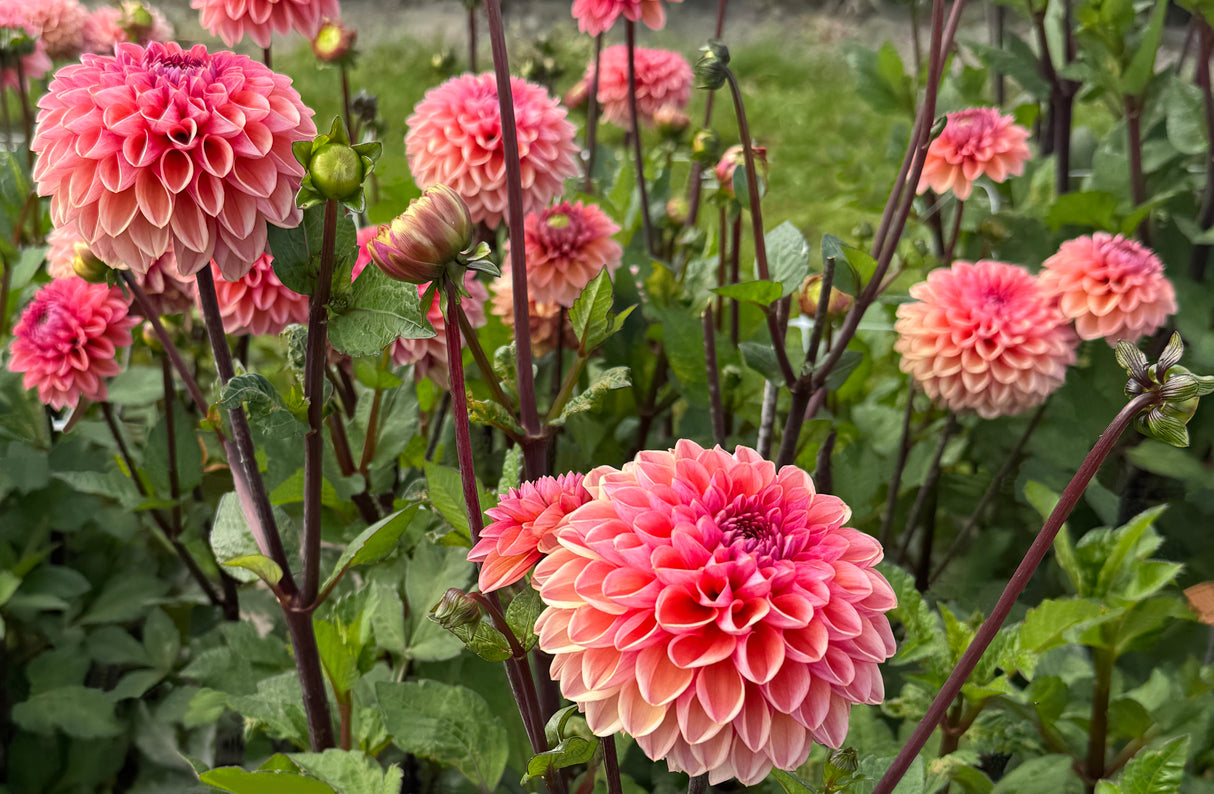 Dahlia Daisy Duke