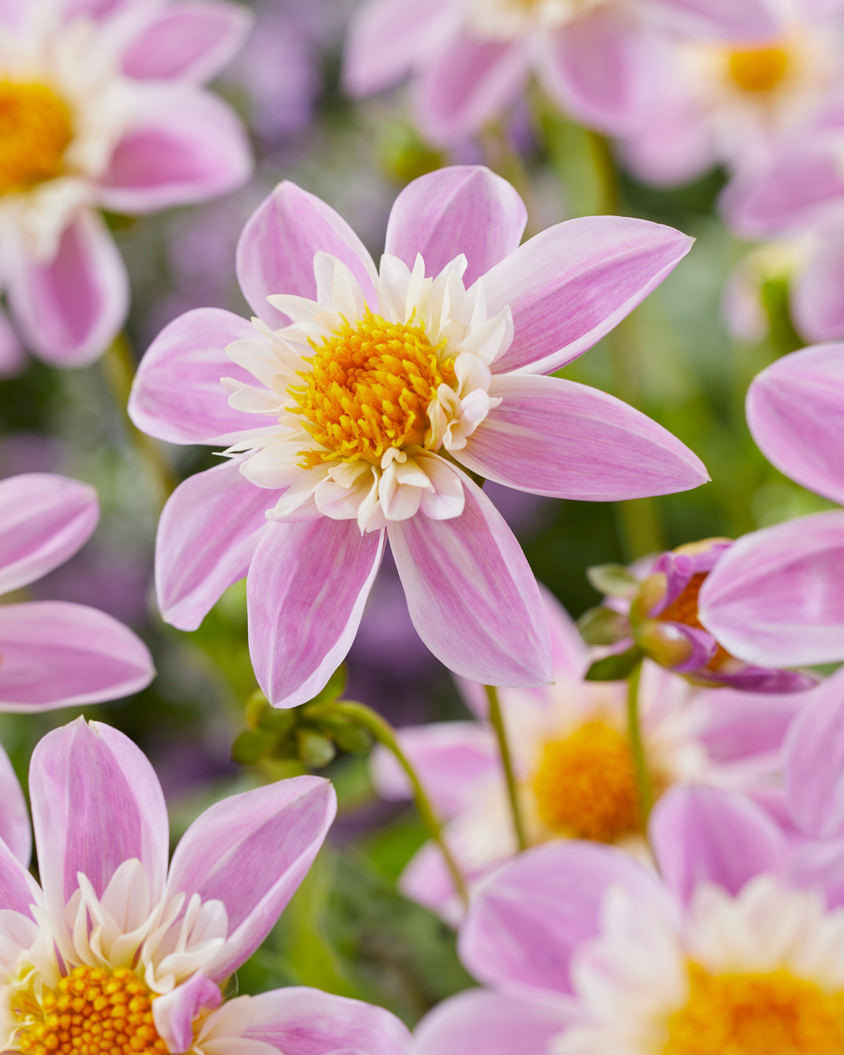 Dahlia Impression Famoso