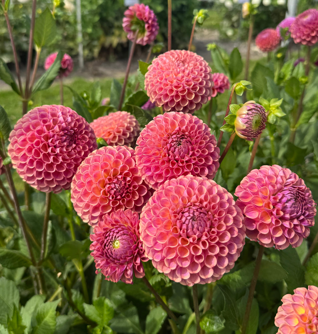 Dahlia Isabel